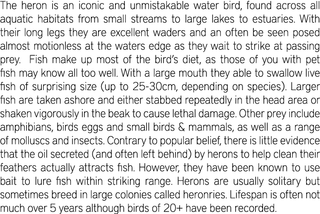 The heron is an iconic and unmistakable water bird, found across all aquatic habitats from small streams to large lak...