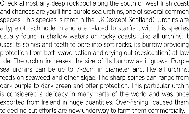 Check almost any deep rockpool along the south or west Irish coast and chances are you’ll find purple sea urchins, on...
