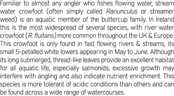 Familiar to almost any angler who fishes flowing water, stream water crowfoot (often simply called Ranunculus or stre...