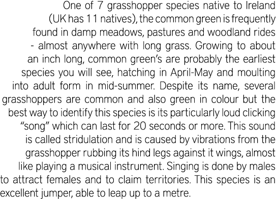 One of 7 grasshopper species native to Ireland (UK has 11 natives), the common green is frequently found in damp mead...