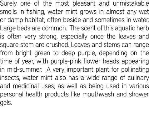 Surely one of the most pleasant and unmistakable smells in fishing, water mint grows in almost any wet or damp habita...