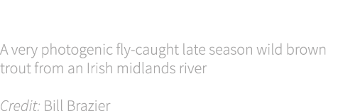 Cover shot A very photogenic fly-caught late season wild brown trout from an Irish midlands river Credit: Bill Brazier