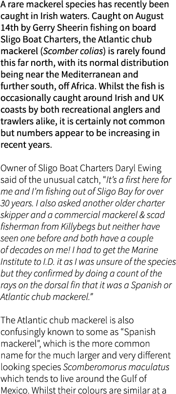 A rare mackerel species has recently been caught in Irish waters. Caught on August 14th by Gerry Sheerin fishing on b...