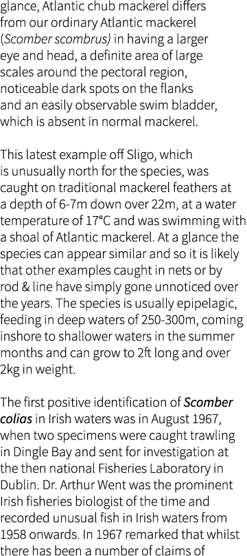 glance, Atlantic chub mackerel differs from our ordinary Atlantic mackerel (Scomber scombrus) in having a larger eye ...