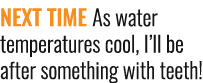 NEXT TIME As water temperatures cool, I’ll be after something with teeth!