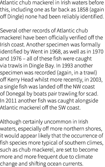 Atlantic chub mackerel in Irish waters before this, including one as far back as 1858 (again off Dingle) none had bee...