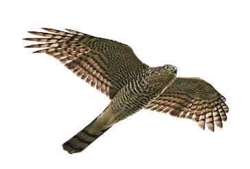Eurasian sparrowhawk in flight isolated on a white background