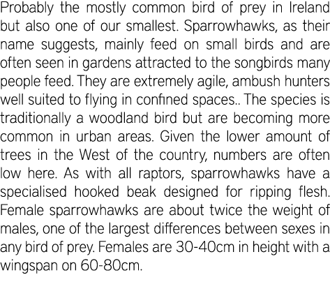 Probably the mostly common bird of prey in Ireland but also one of our smallest. Sparrowhawks, as their name suggests...