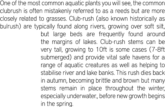 One of the most common aquatic plants you will see, the common clubrush is often mistakenly referred to as a reeds bu...