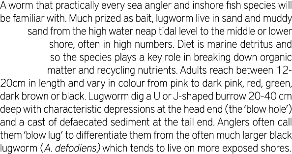 A worm that practically every sea angler and inshore fish species will be familiar with. Much prized as bait, lugworm...