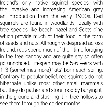 Ireland’s only native squirrel species, with the invasive and increasing American grey an introduction from the early...