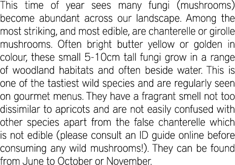 This time of year sees many fungi (mushrooms) become abundant across our landscape. Among the most striking, and most...