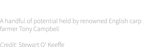 Cover shot A handful of potential held by renowned English carp farmer Tony Campbell Credit: Stewart O’ Keeffe