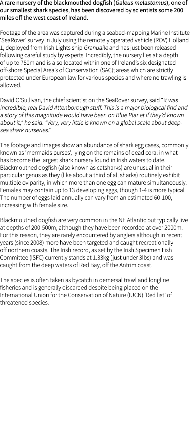 A rare nursery of the blackmouthed dogfish (Galeus melastomus), one of our smallest shark species, has been discovere...