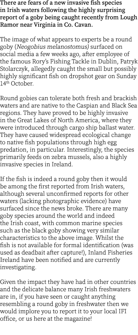 There are fears of a new invasive fish species in Irish waters following the highly surprising report of a goby being...