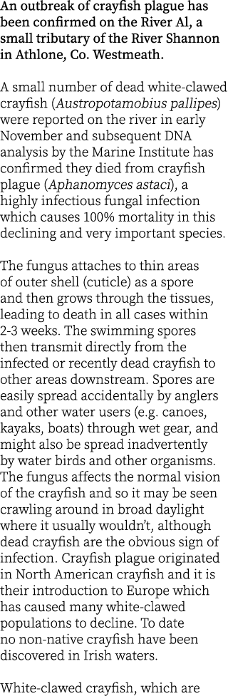 An outbreak of crayfish plague has been confirmed on the River Al, a small tributary of the River Shannon in Athlone,...