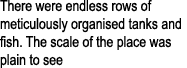 There were endless rows of meticulously organised tanks and fish. The scale of the place was plain to see