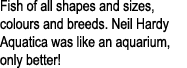Fish of all shapes and sizes, colours and breeds. Neil Hardy Aquatica was like an aquarium, only better!