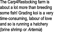 The Carp4Restocking farm is about a lot more than breeding some fish! Grading koi is a very time-consuming, labour of...
