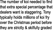The number of koi needed to find that extra special percentage that dealers want is staggering. Tony typically holds ...