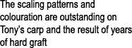 The scaling patterns and colouration are outstanding on Tony’s carp and the result of years of hard graft