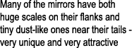 Many of the mirrors have both huge scales on their flanks and tiny dust-like ones near their tails - very unique and ...