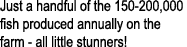 Just a handful of the 150-200,000 fish produced annually on the farm - all little stunners!