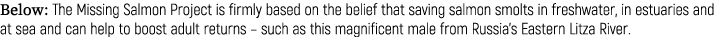 Below: The Missing Salmon Project is firmly based on the belief that saving salmon smolts in freshwater, in estuaries...
