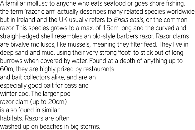 A familiar mollusc to anyone who eats seafood or goes shore fishing, the term ‘razor clam’ actually describes many re...