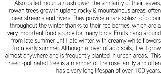 Also called mountain ash given the similarity of their leaves, rowan trees grow in upland,rocky & mountainous areas, ...