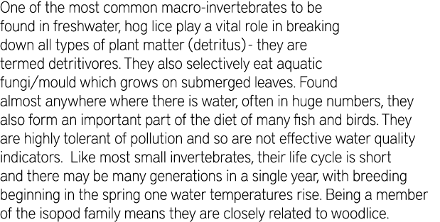 One of the most common macro-invertebrates to be found in freshwater, hog lice play a vital role in breaking down all...