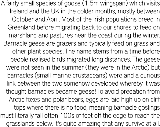 A fairly small species of goose (1.5m wingspan) which visits Ireland and the UK in the colder months, mostly between ...