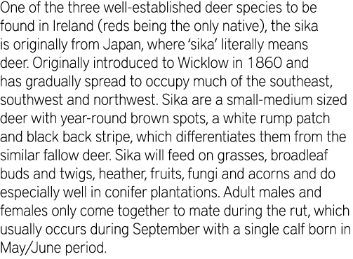 One of the three well-established deer species to be found in Ireland (reds being the only native), the sika is origi...