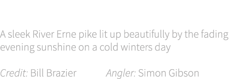 Cover shot A sleek River Erne pike lit up beautifully by the fading evening sunshine on a cold winters day Credit: Bi...