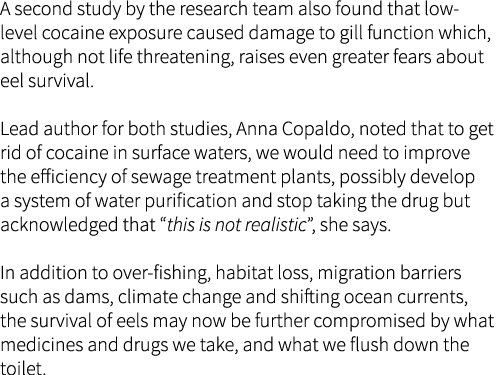 A second study by the research team also found that low-level cocaine exposure caused damage to gill function which, ...