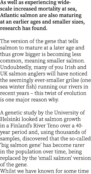 As well as experiencing wide-scale increased mortality at sea, Atlantic salmon are also maturing at an earlier ages a...