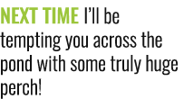 NEXT TIME I’ll be tempting you across the pond with some truly huge perch!