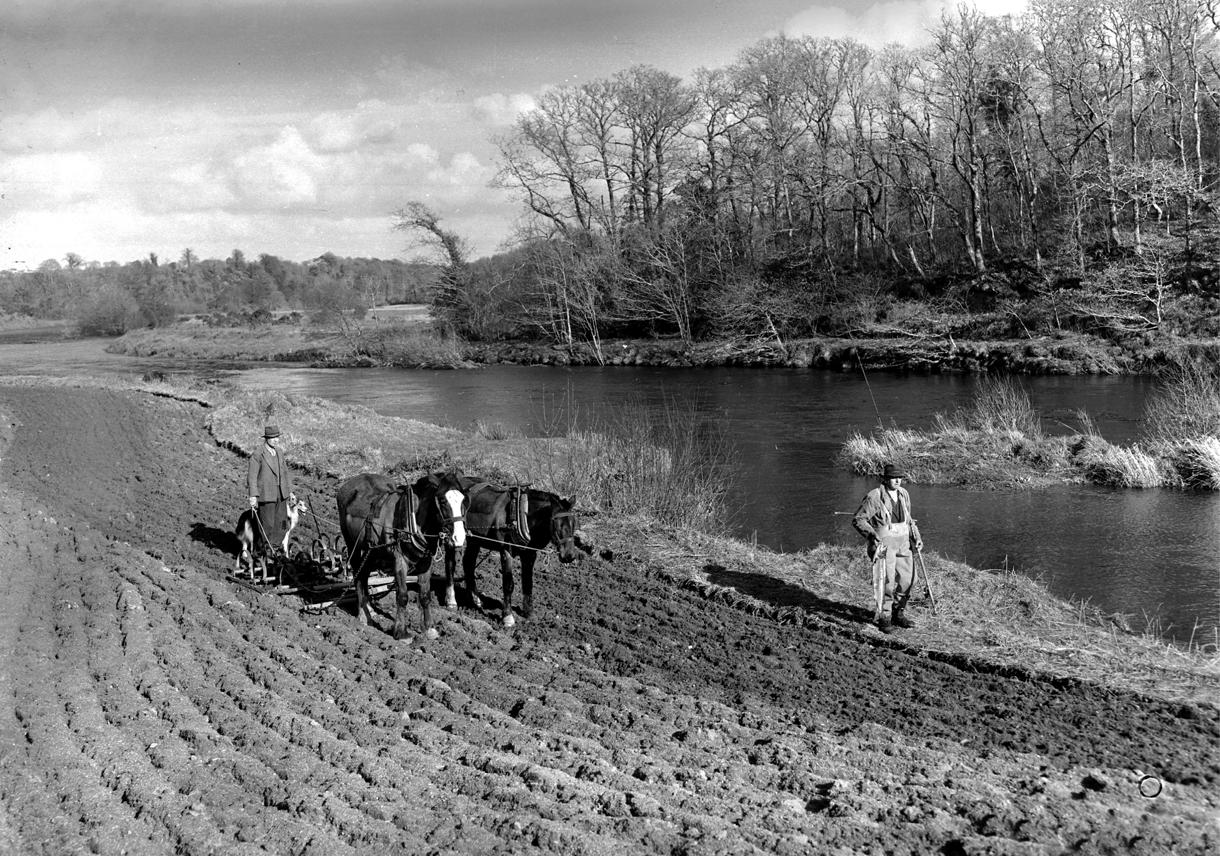 Please archive - Ploughing near Macroom in 1953 Ref. 996D Old black and white villages farming farmers