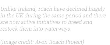Above & inset: Unlike Ireland, roach have declined hugely in the UK during the same period and there are now active i...