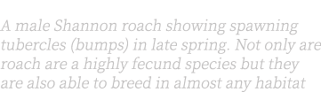 Right: A male Shannon roach showing spawning tubercles (bumps) in late spring. Not only are roach are a highly fecund...