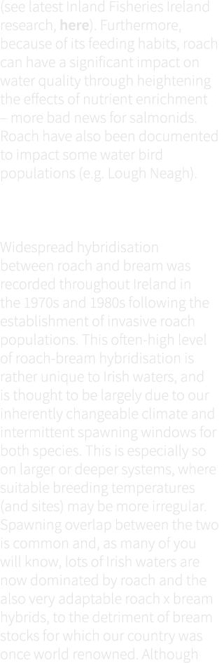 (see latest Inland Fisheries Ireland research, here). Furthermore, because of its feeding habits, roach can have a si...