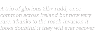 Left: A trio of glorious 2lb+ rudd, once common across Ireland but now very rare. Thanks to the roach invasion it loo...