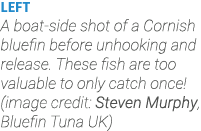 LEFT A boat-side shot of a Cornish bluefin before unhooking and release. These fish are too valuable to only catch on...