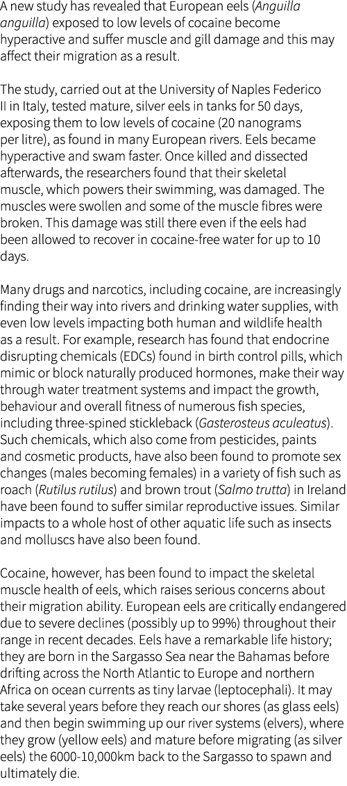 A new study has revealed that European eels (Anguilla anguilla) exposed to low levels of cocaine become hyperactive a...