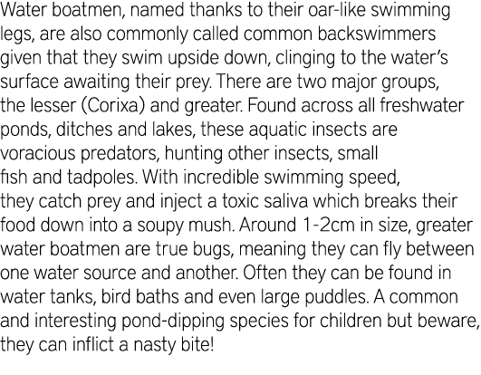 Water boatmen, named thanks to their oar-like swimming legs, are also commonly called common backswimmers given that ...