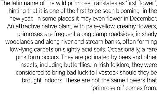 The latin name of the wild primrose translates as ‘first flower’, hinting that it is one of the first to be seen bloo...