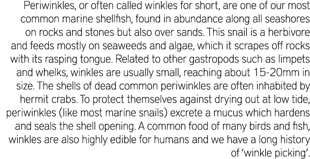 Periwinkles, or often called winkles for short, are one of our most common marine shellfish, found in abundance along...
