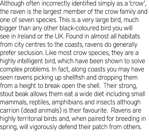 Although often incorrectly identified simply as a ‘crow’, the raven is the largest member of the crow family and one ...