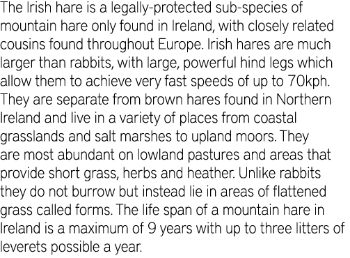 The Irish hare is a legally-protected sub-species of mountain hare only found in Ireland, with closely related cousin...