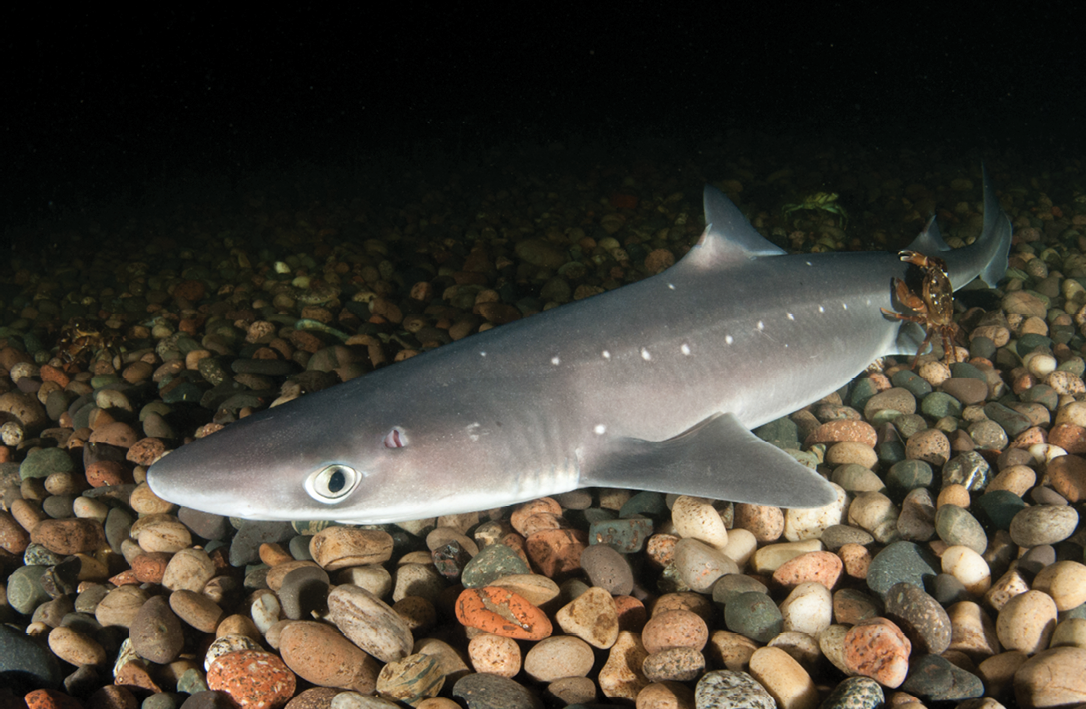 Doornhaai, Spurdog (Squalus acanthias)